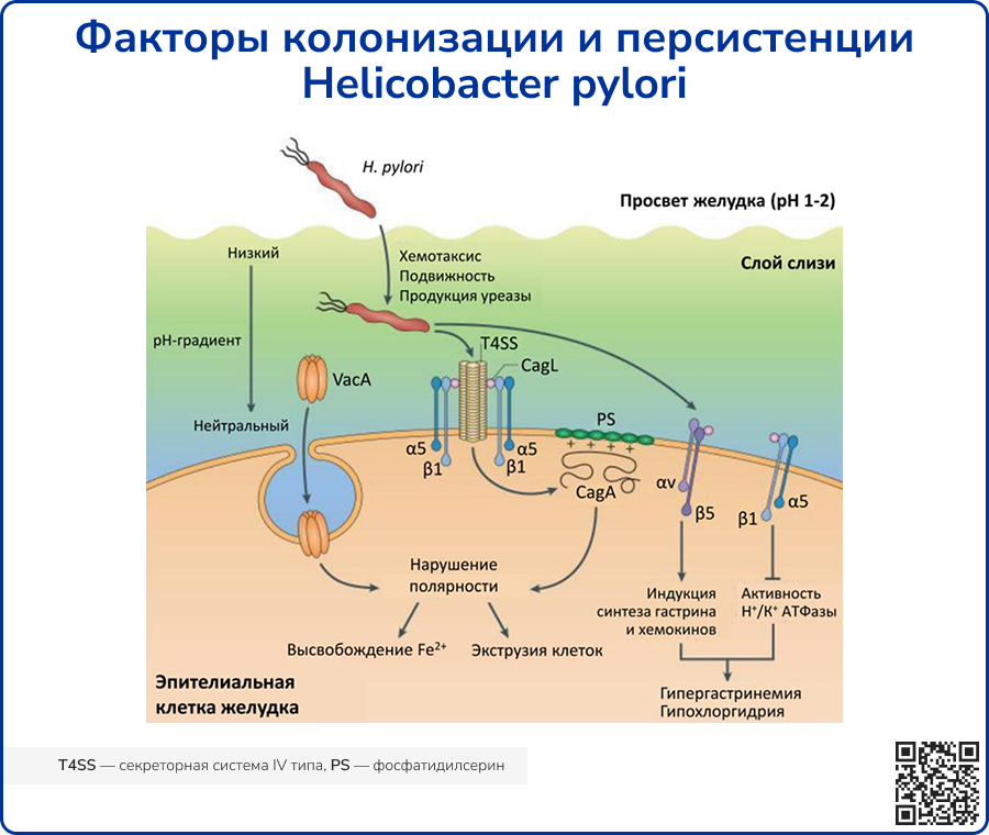 Факторы колонизации и персистенции H pylori